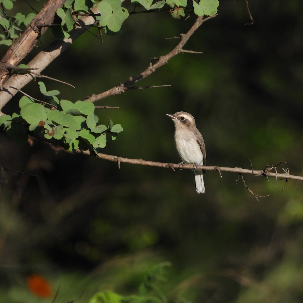 Common Woodshrike - ML642803073