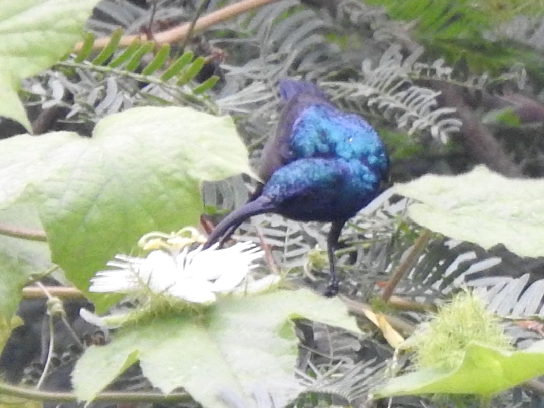 Loten's Sunbird - ML642803083