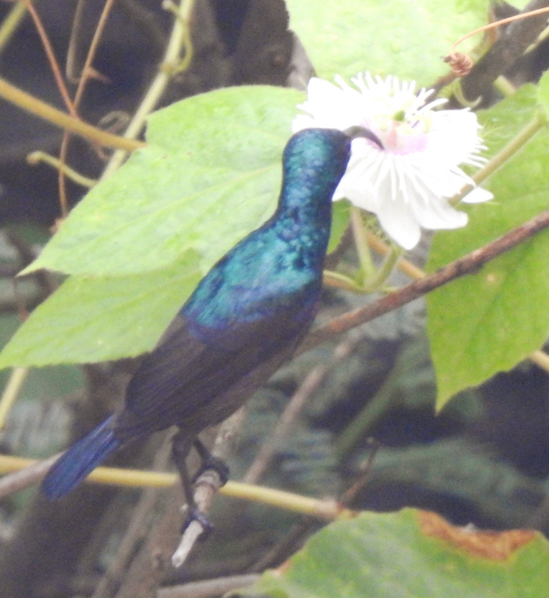 Loten's Sunbird - ML642803084