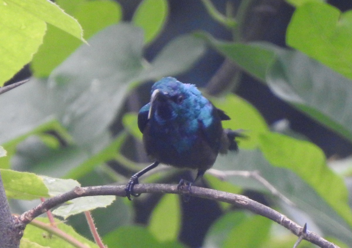 Loten's Sunbird - ML642803085