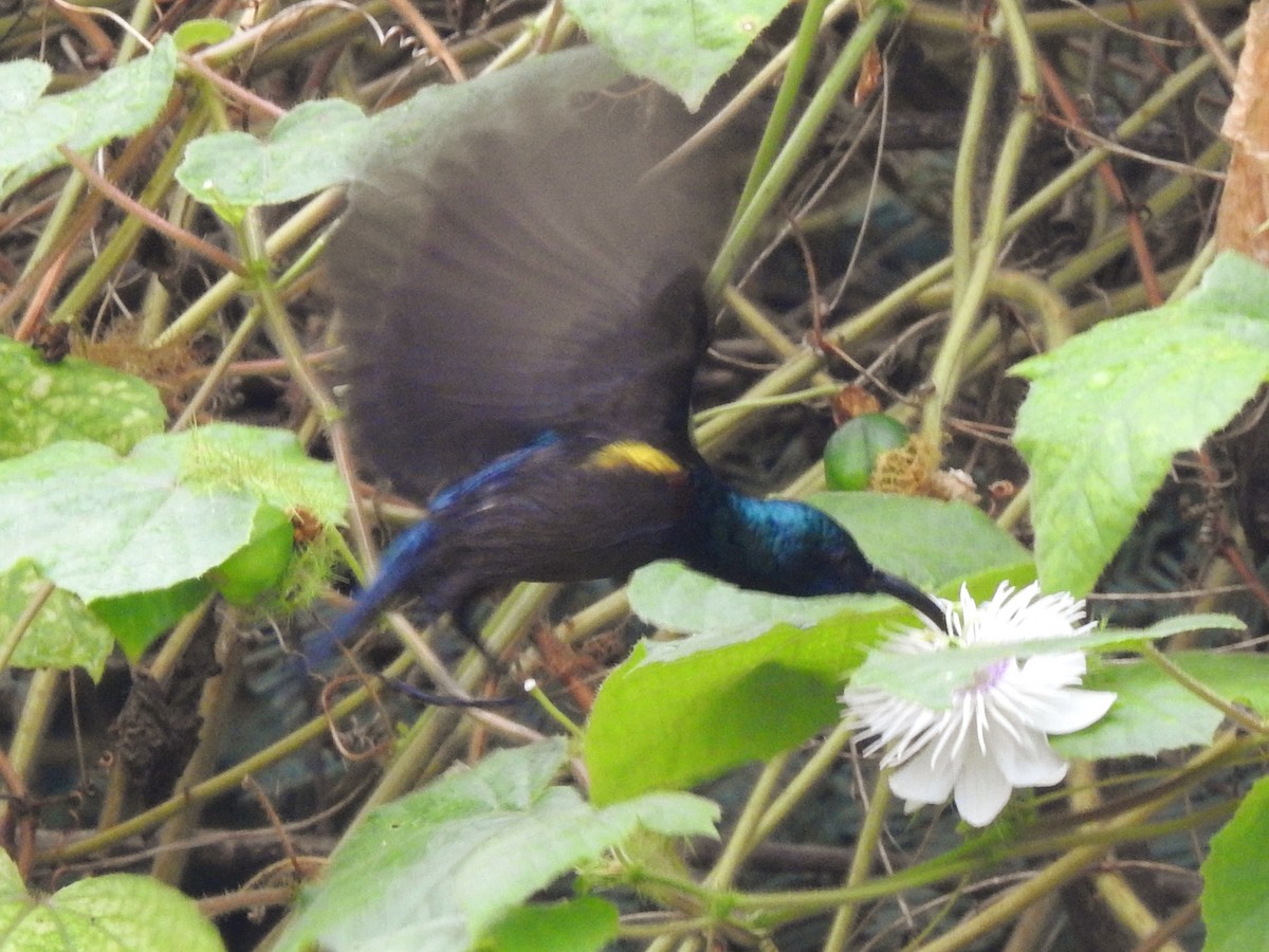 Loten's Sunbird - ML642803086