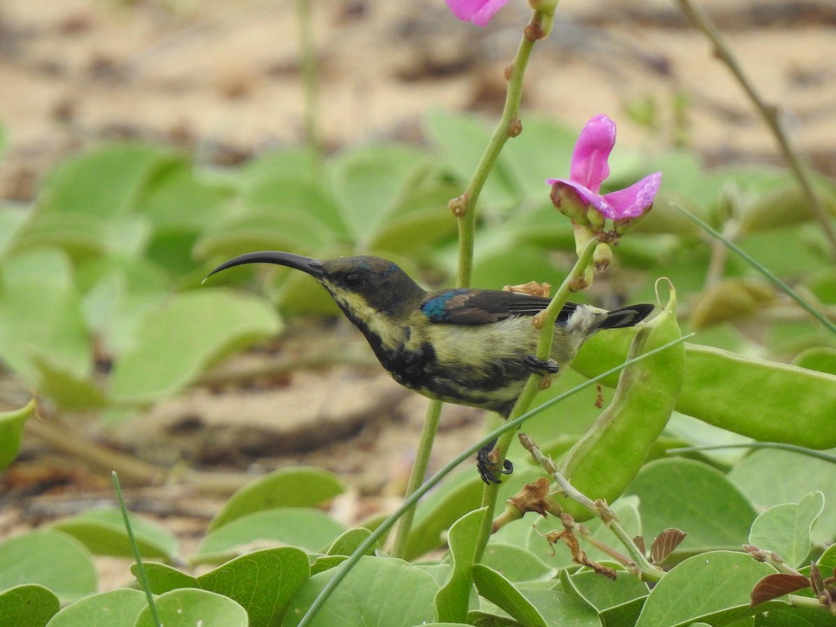 Loten's Sunbird - ML642803087