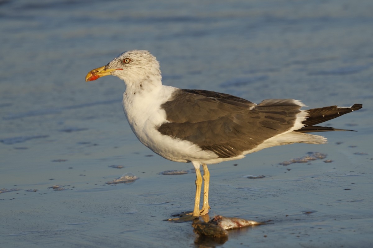 Lesser Black-backed Gull - ML642803089
