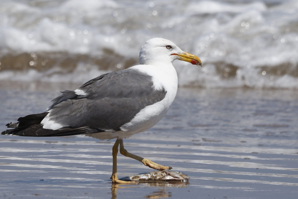 Lesser Black-backed Gull - ML642803093
