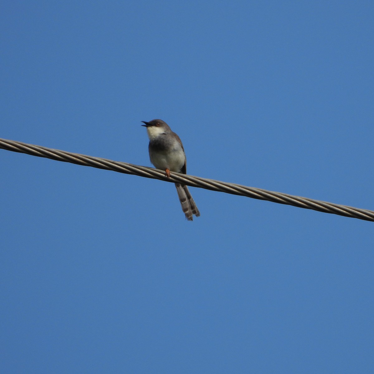 Gray-breasted Prinia - ML642803095
