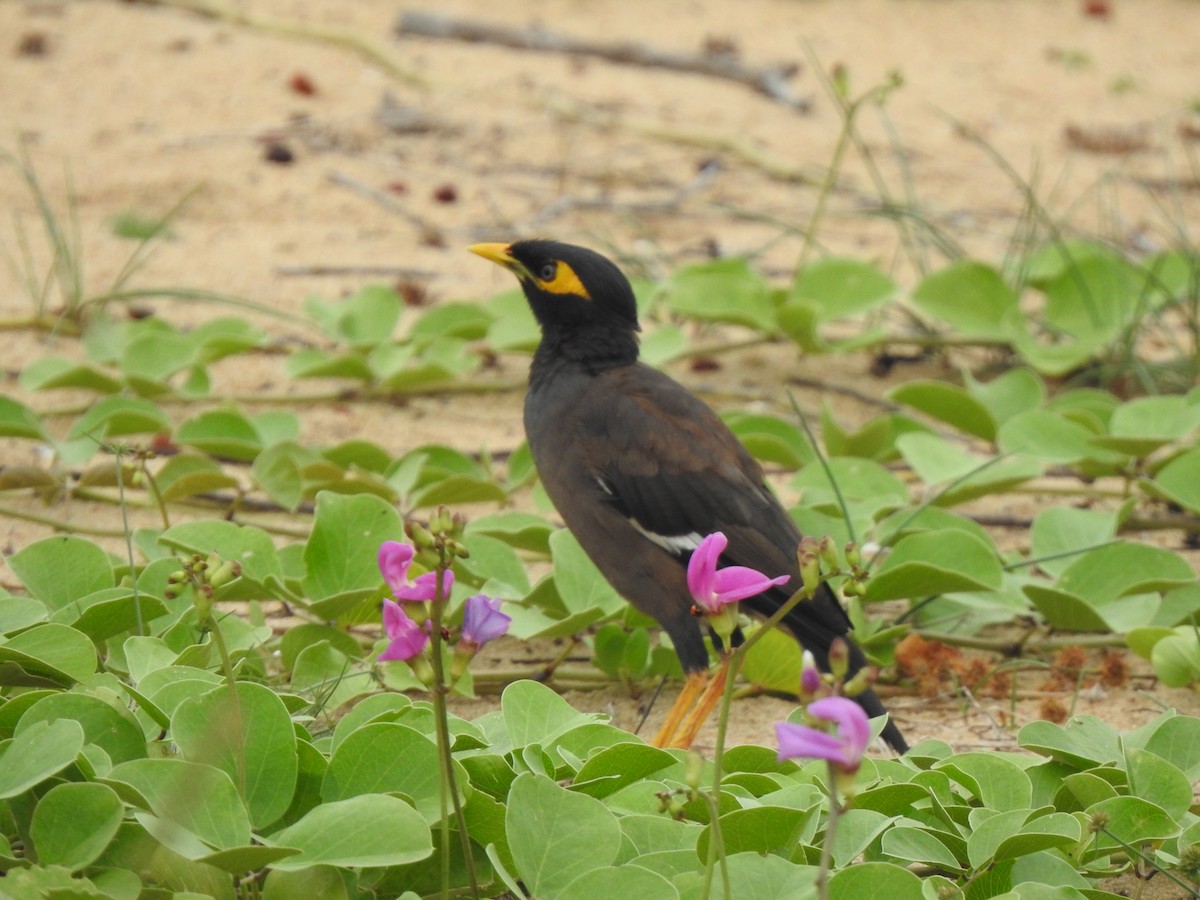 Common Myna - ML642803104