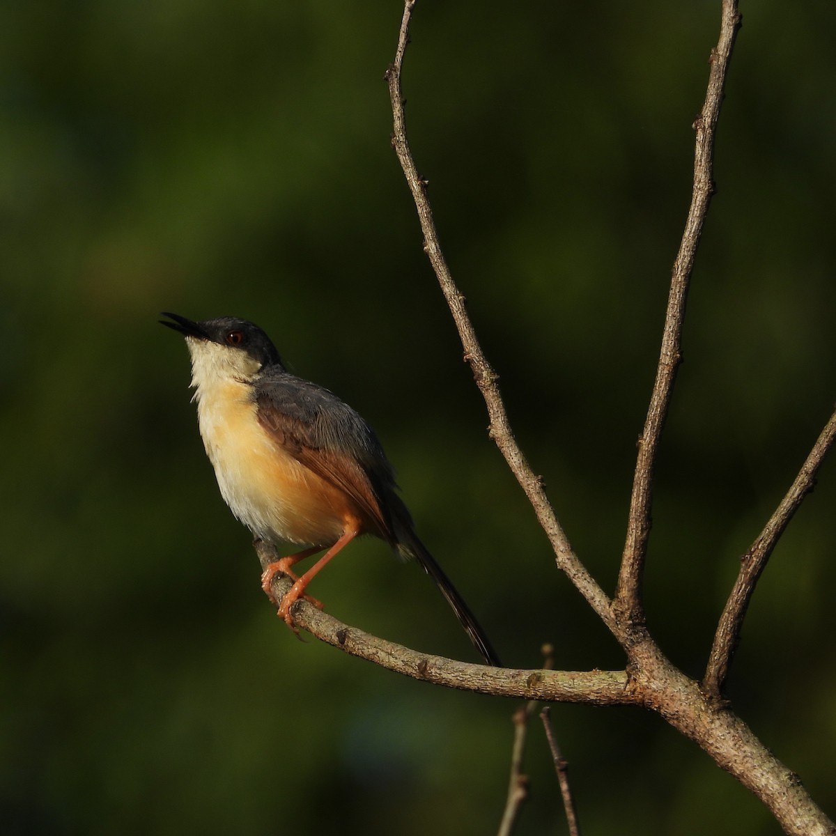 Ashy Prinia - ML642803105
