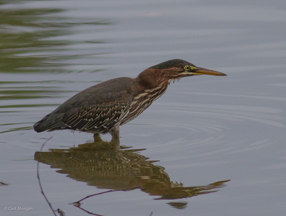 Green Heron - ML64280311