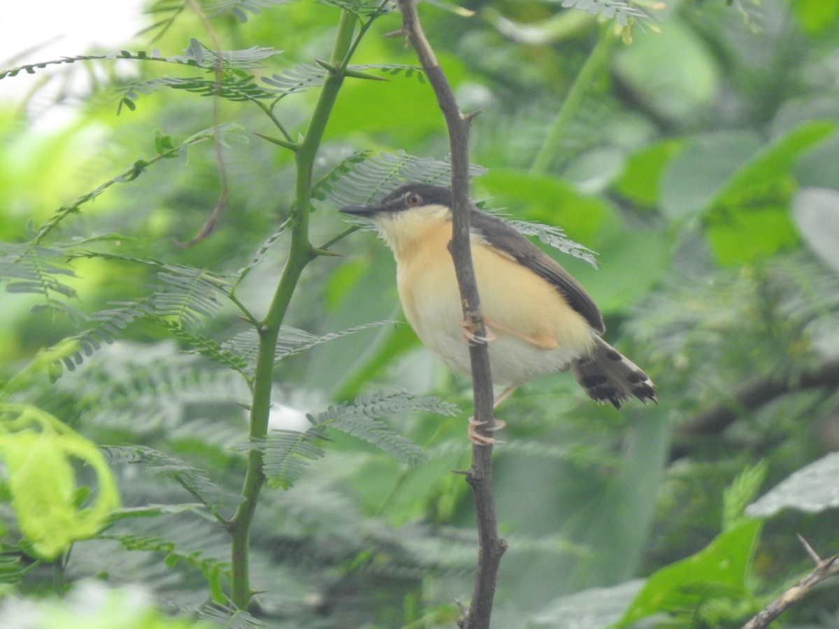 Ashy Prinia - ML642803112