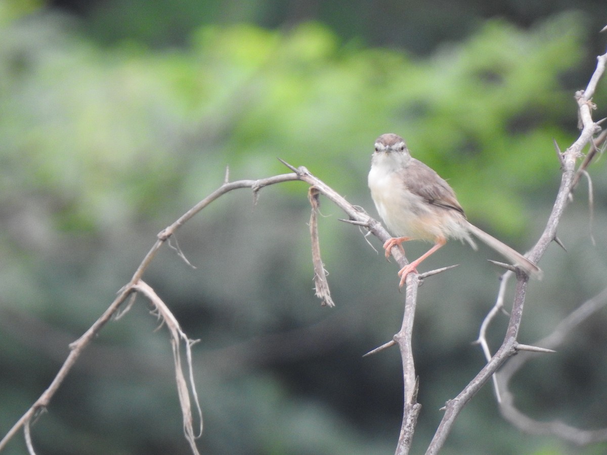 Prinia Sencilla - ML642803123