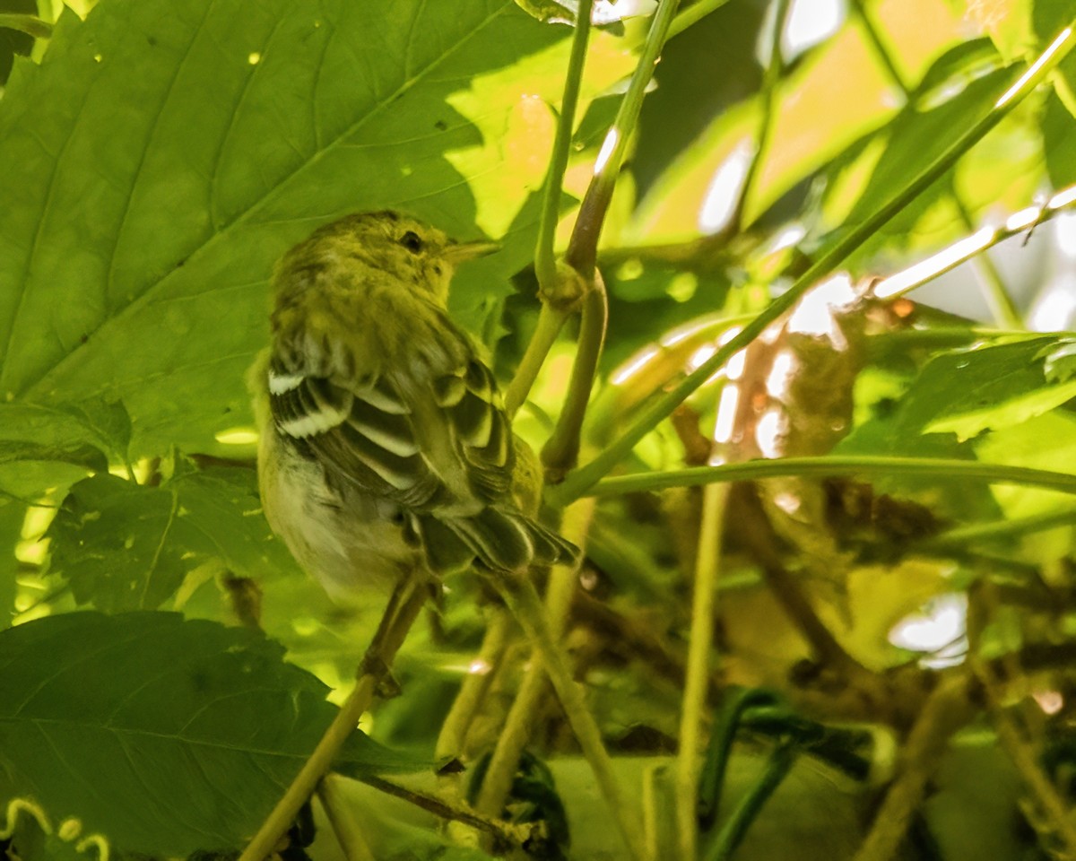 Bay-breasted Warbler - ML642803129