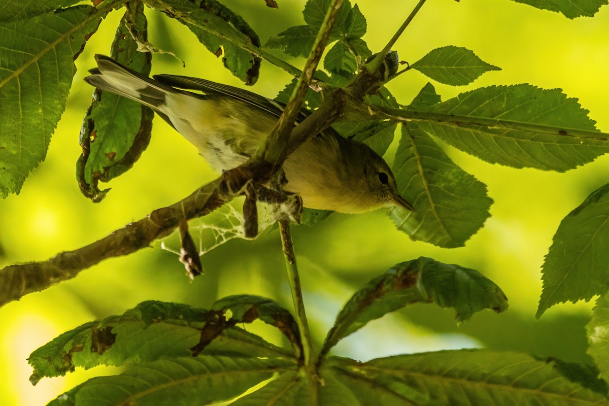Bay-breasted Warbler - ML642803130