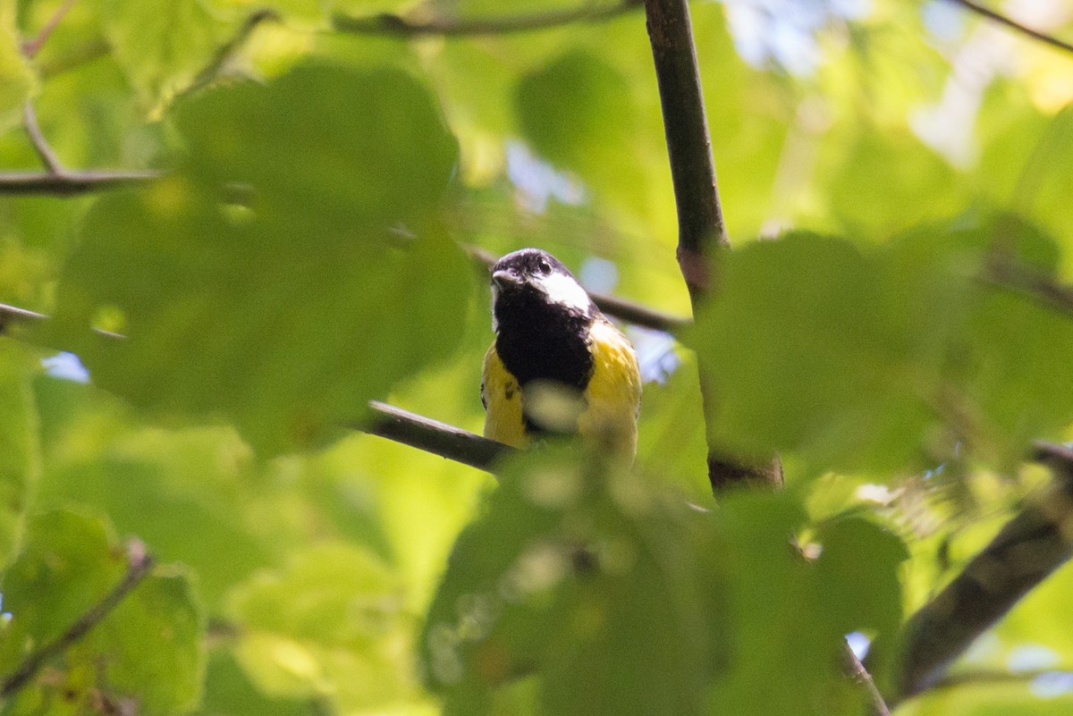 Green-backed Tit - ML642803131