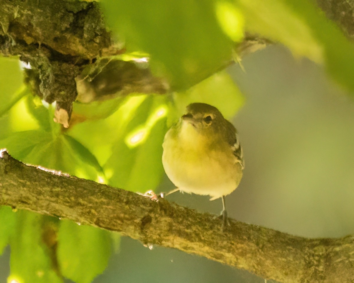 Bay-breasted Warbler - ML642803141