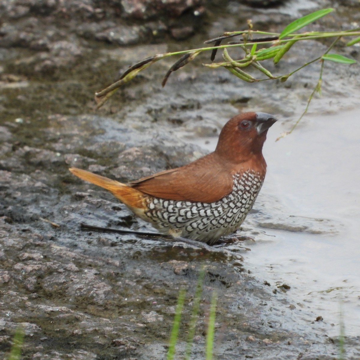 Scaly-breasted Munia - ML642803144
