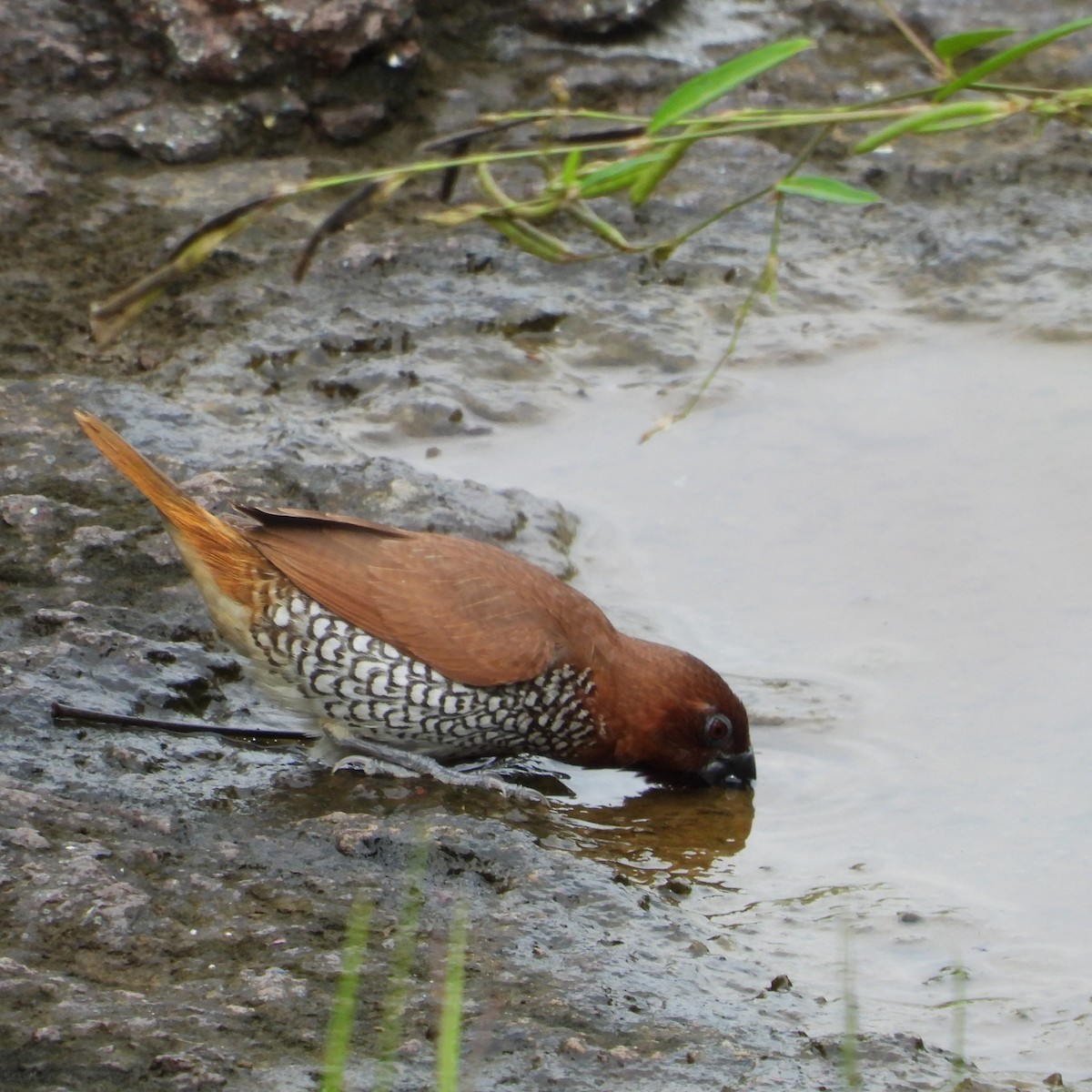 Scaly-breasted Munia - ML642803145