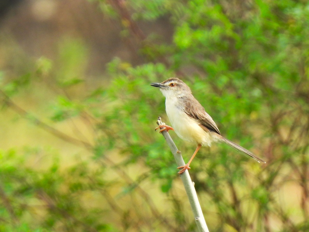Prinia Sencilla - ML642803146