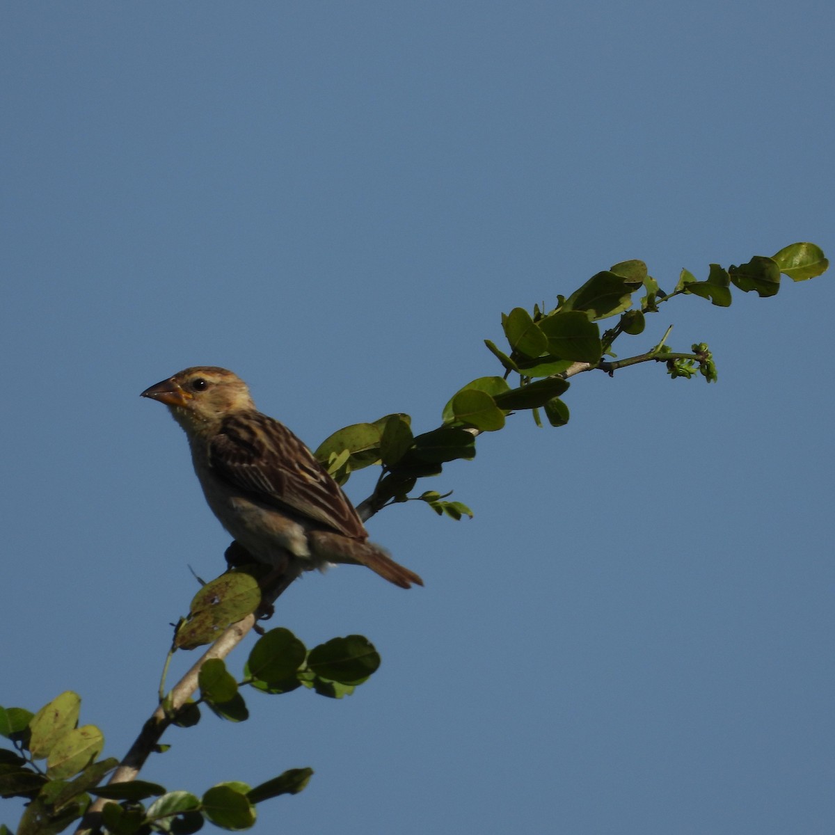 Baya Weaver - ML642803172