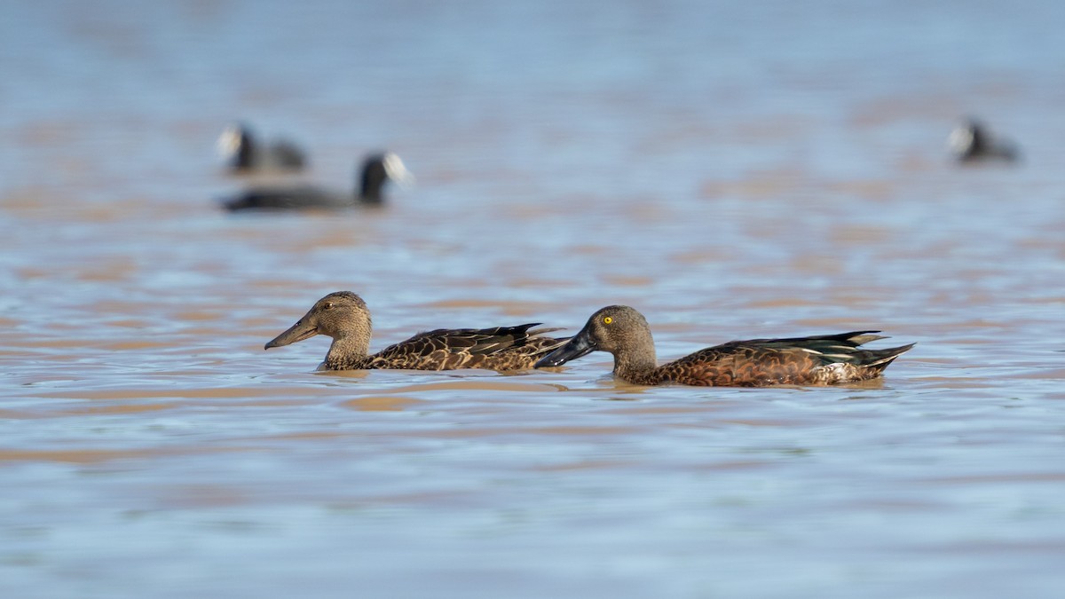 Australasian Shoveler - ML642803181