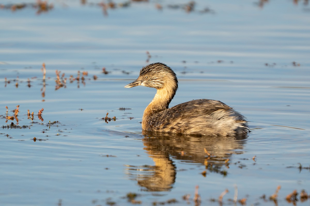 Hoary-headed Grebe - ML642803191