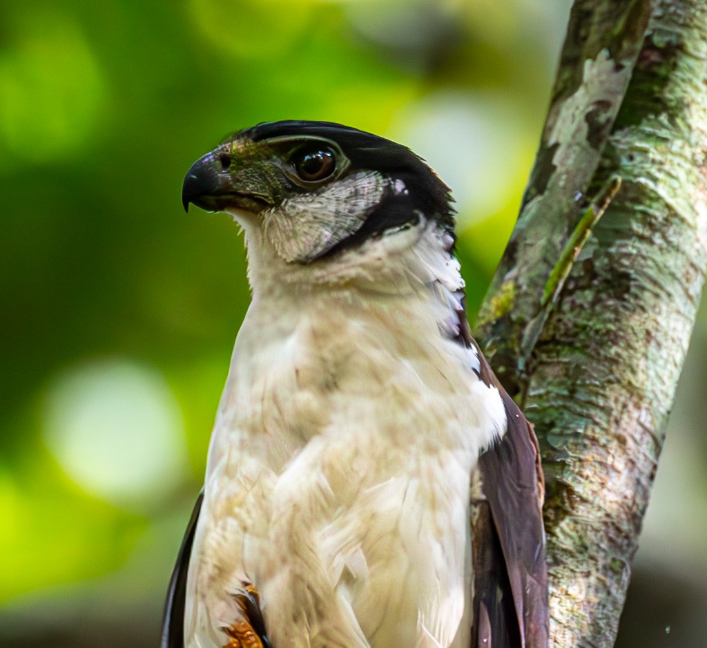 Collared Forest-Falcon - ML642803203