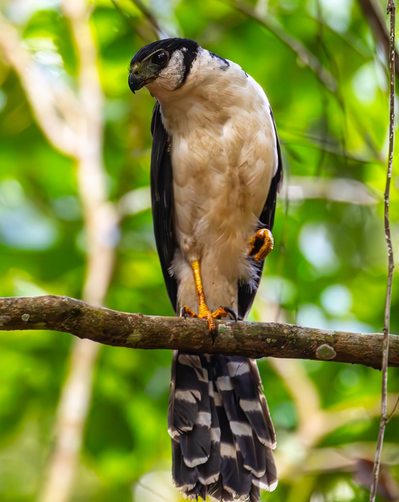 Collared Forest-Falcon - ML642803204