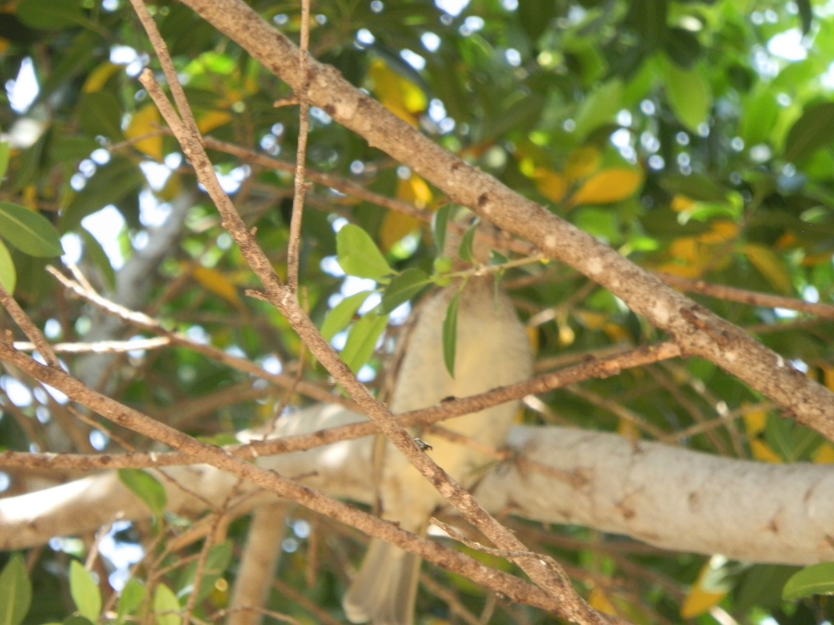 Spotted Bowerbird - ML642803208