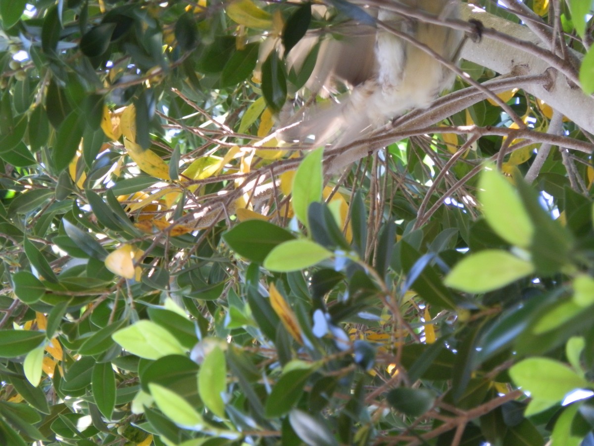 Spotted Bowerbird - ML642803220