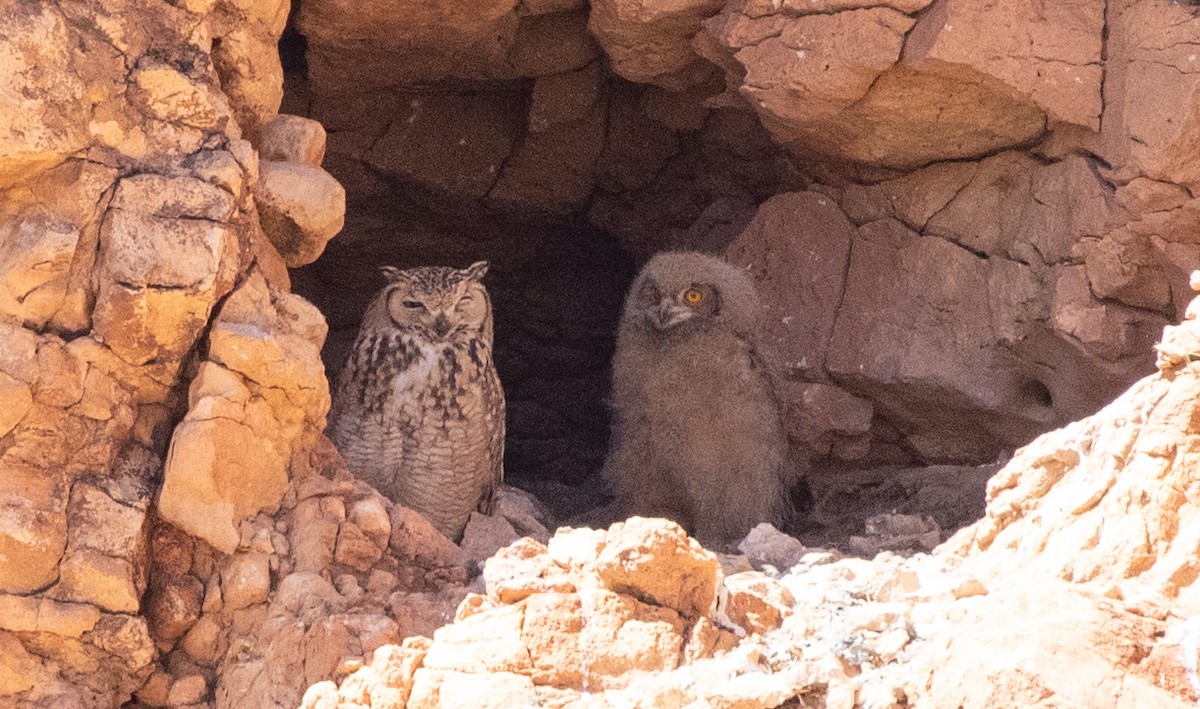 Pharaoh Eagle-Owl (Pharaoh) - ML642803231