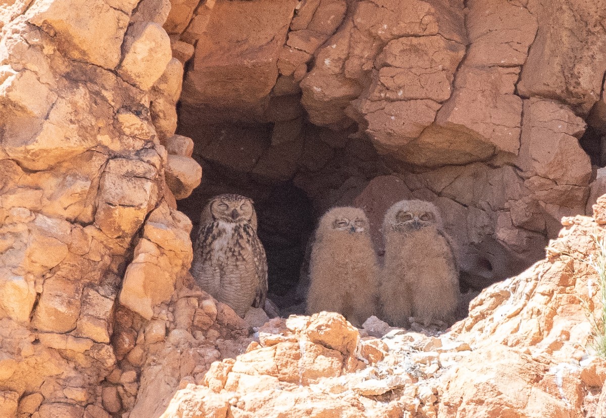 Pharaoh Eagle-Owl (Pharaoh) - ML642803233