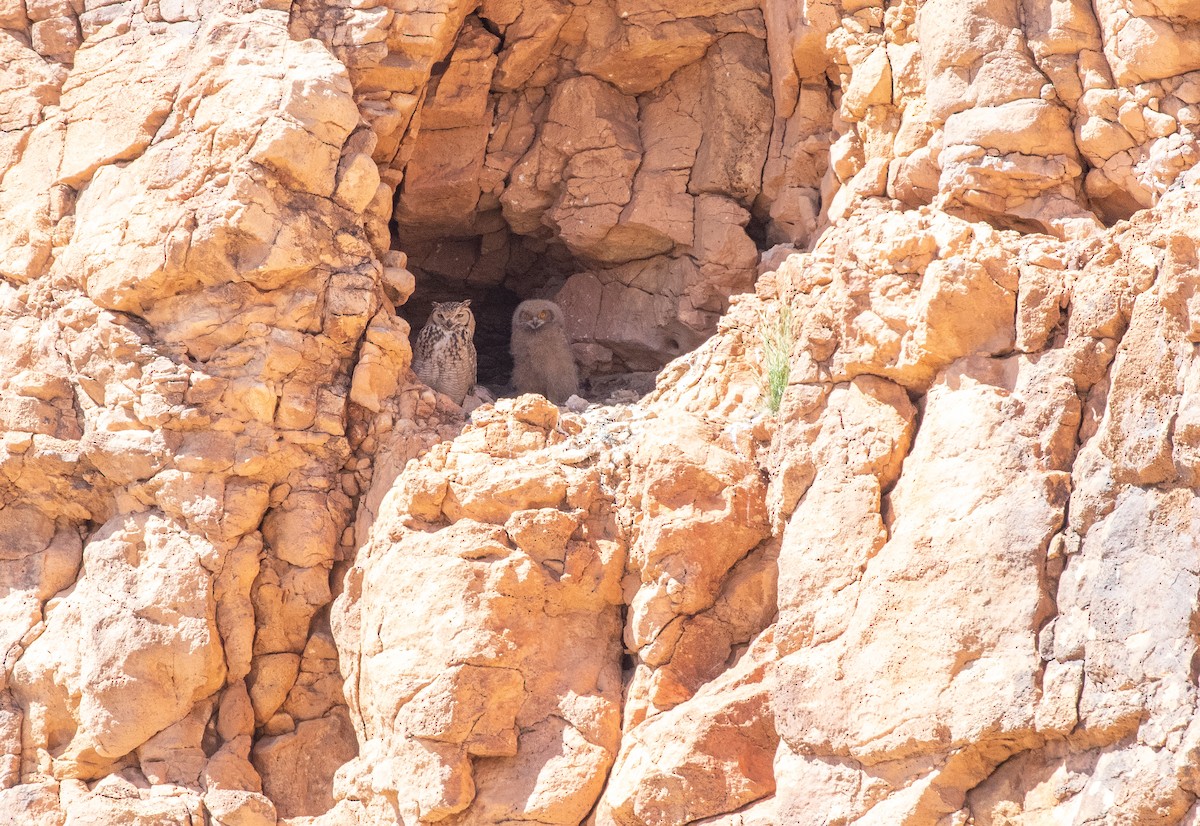 Pharaoh Eagle-Owl (Pharaoh) - ML642803234