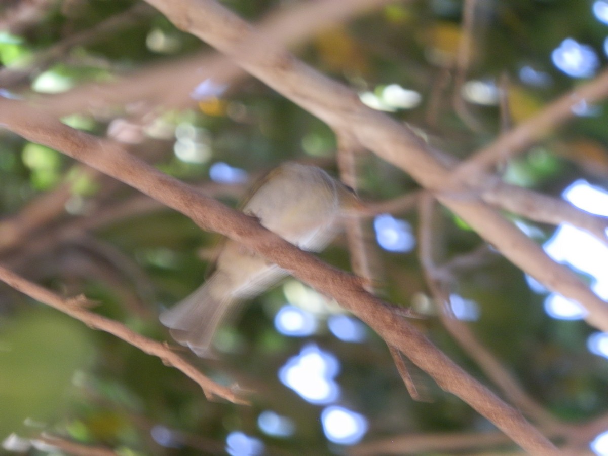 Brown Honeyeater - ML642803241