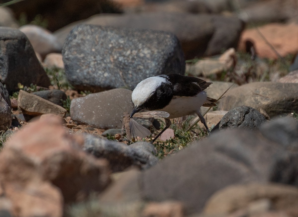Mourning Wheatear (Maghreb) - ML642803265