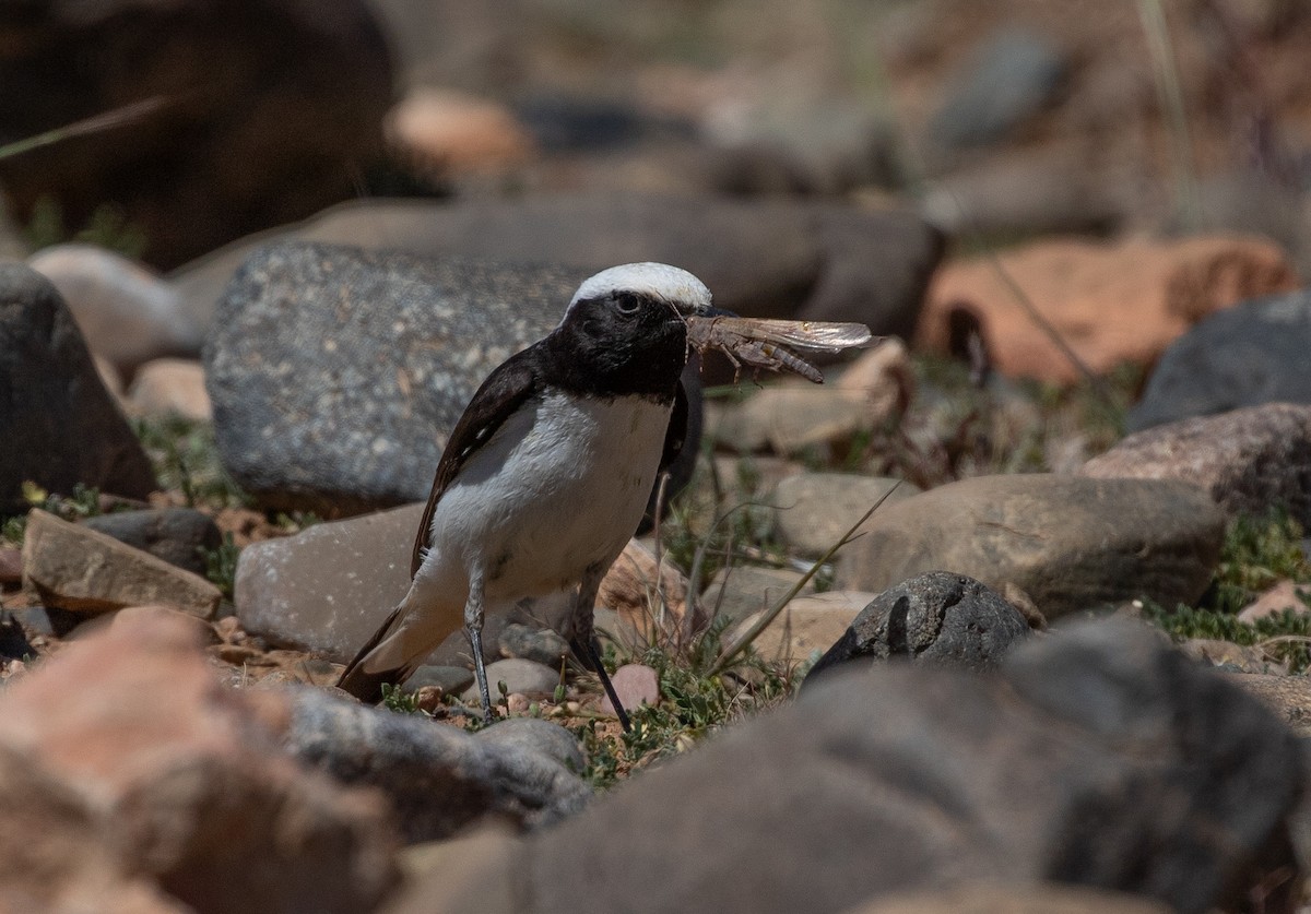 Mourning Wheatear (Maghreb) - ML642803267