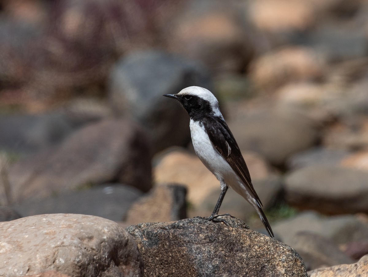 Mourning Wheatear (Maghreb) - ML642803268