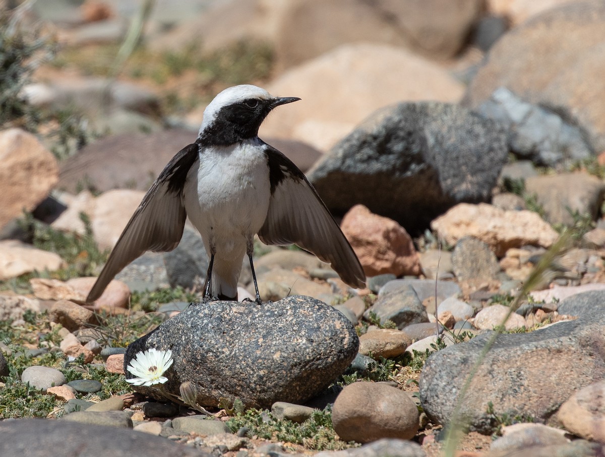 Mourning Wheatear (Maghreb) - ML642803269