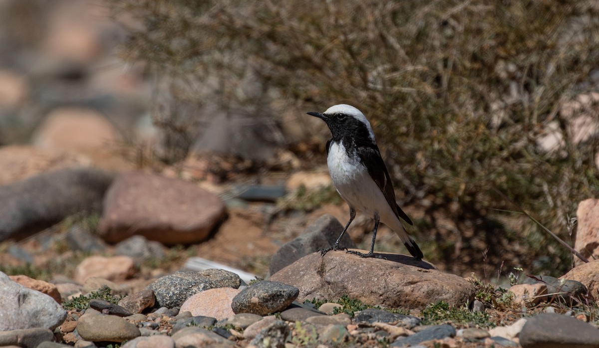 Mourning Wheatear (Maghreb) - ML642803270