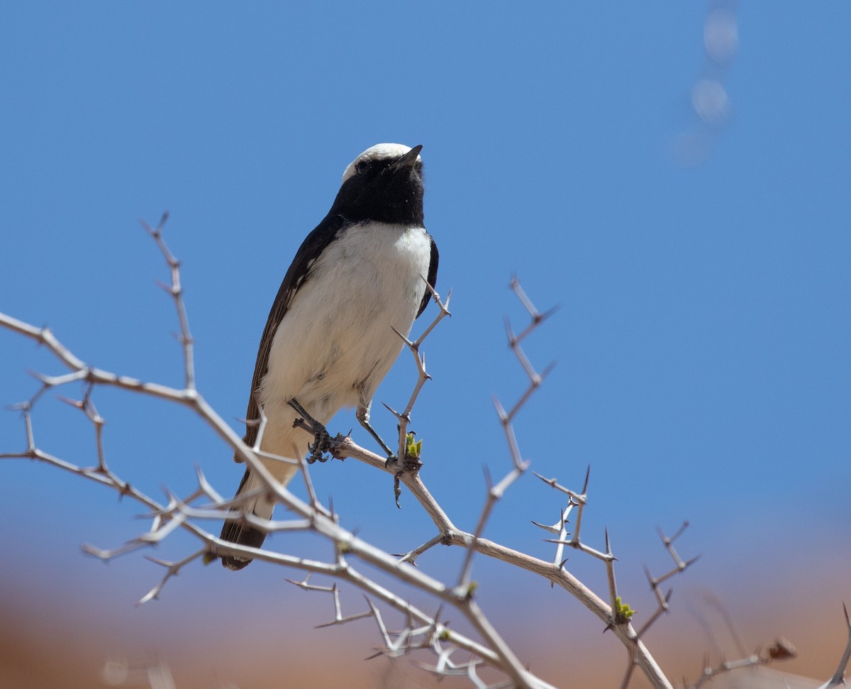 Mourning Wheatear (Maghreb) - ML642803271