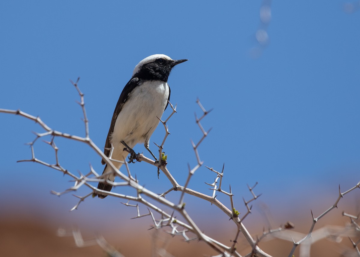 Mourning Wheatear (Maghreb) - ML642803272