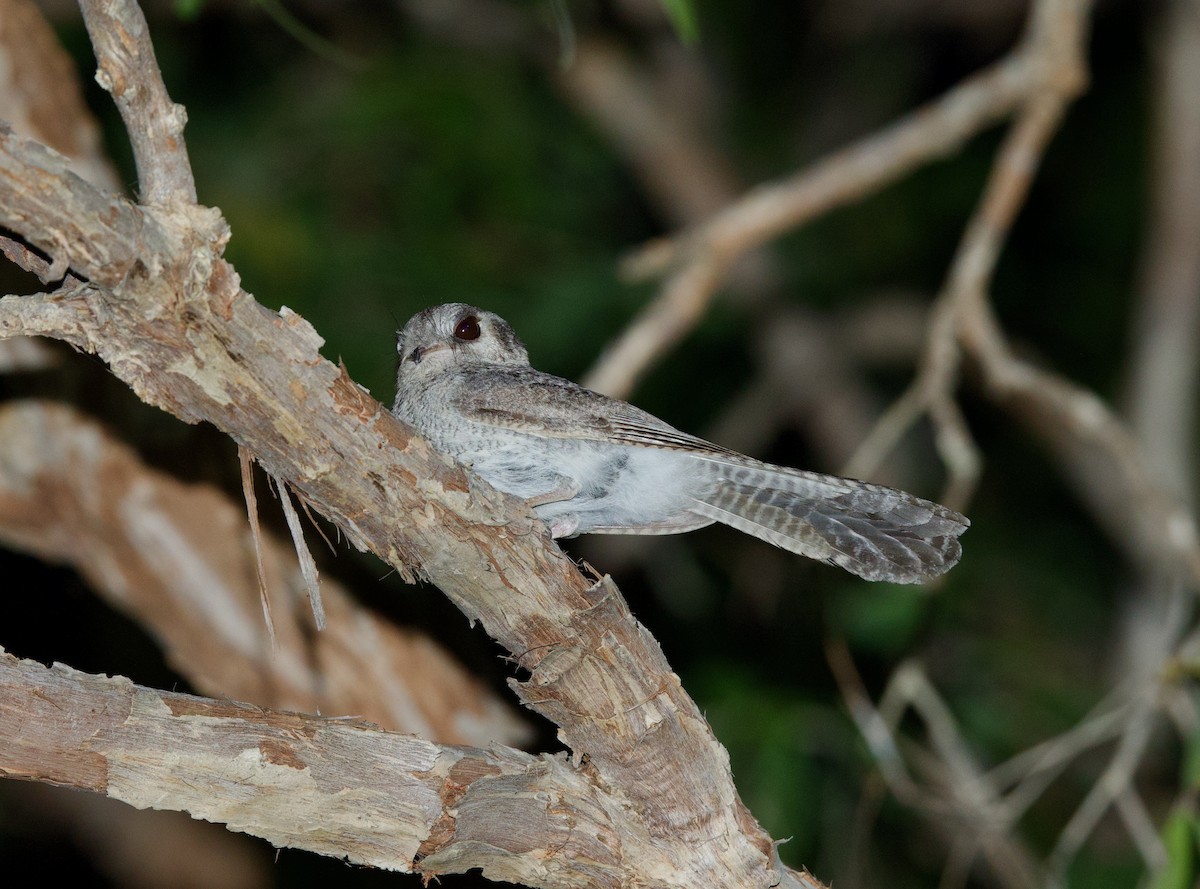 Australian Owlet-nightjar - ML642803288