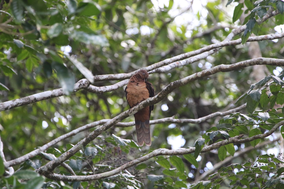 Brown Cuckoo-Dove - ML642803289