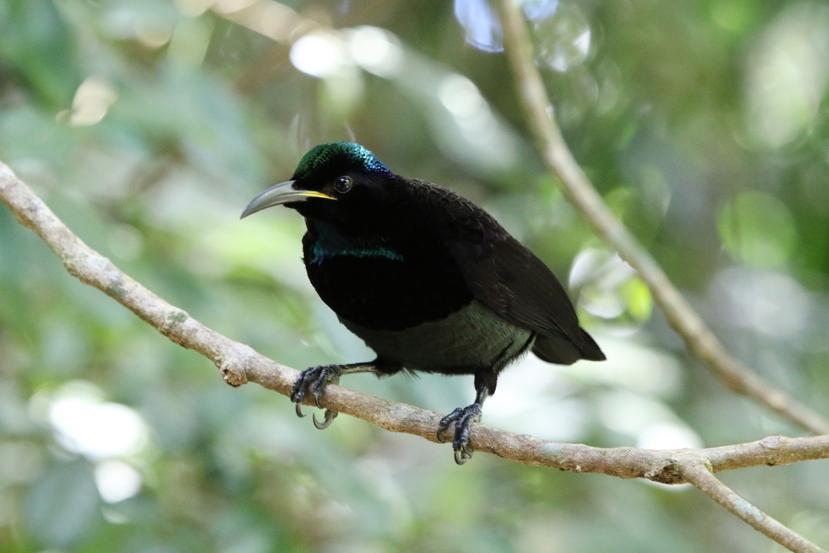 Victoria's Riflebird - ML642803291