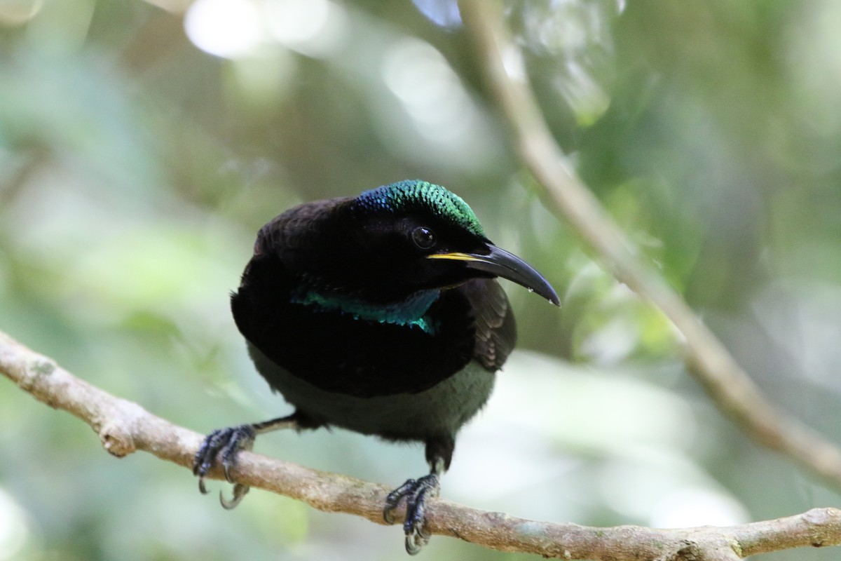 Victoria's Riflebird - ML642803292
