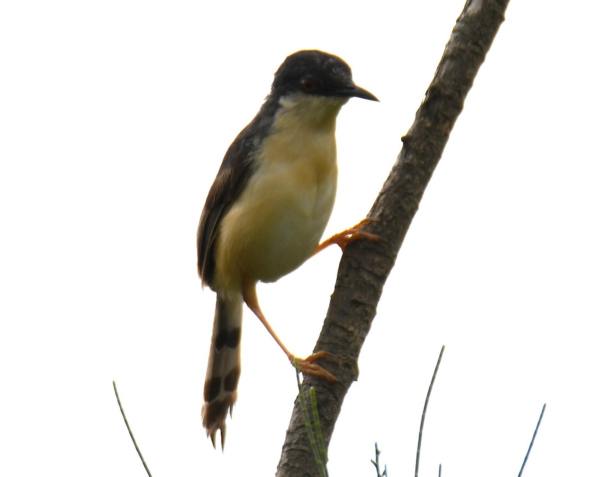 Ashy Prinia - ML642803293