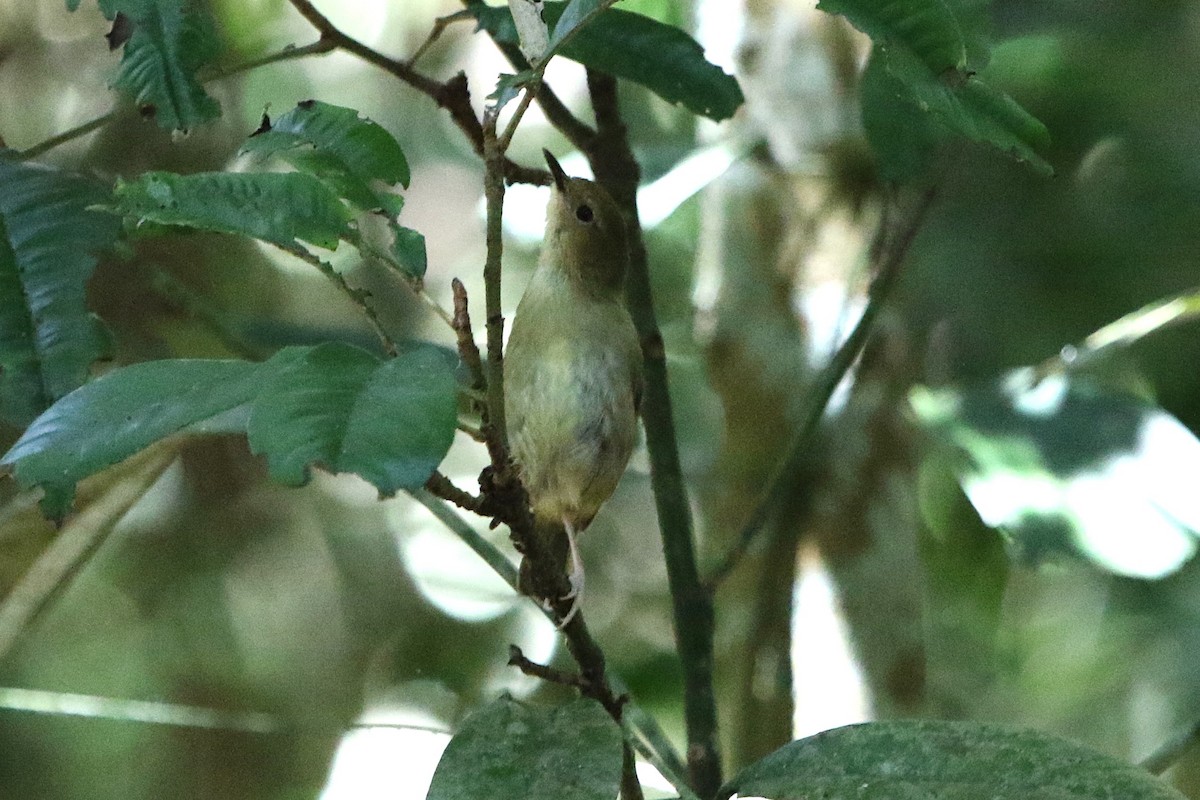 Atherton Scrubwren - ML642803296