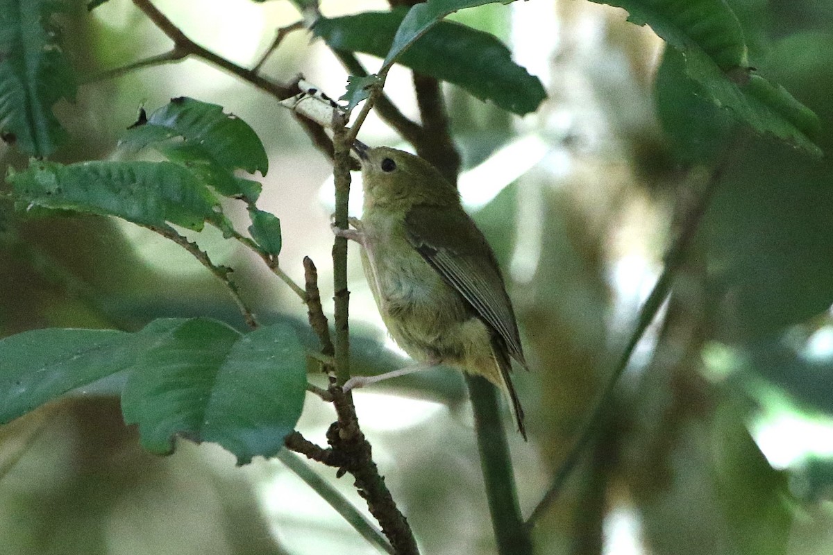 Atherton Scrubwren - ML642803297