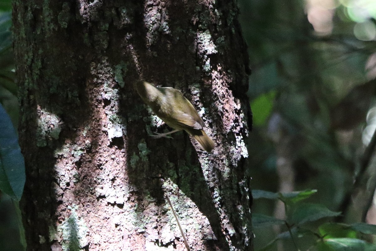 Atherton Scrubwren - ML642803298