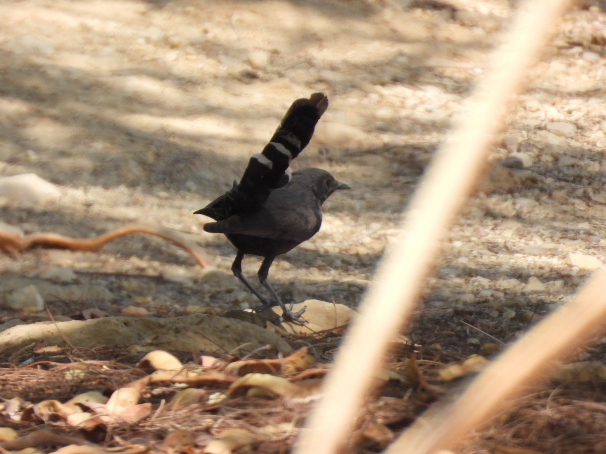 Black Scrub-Robin - ML642803300