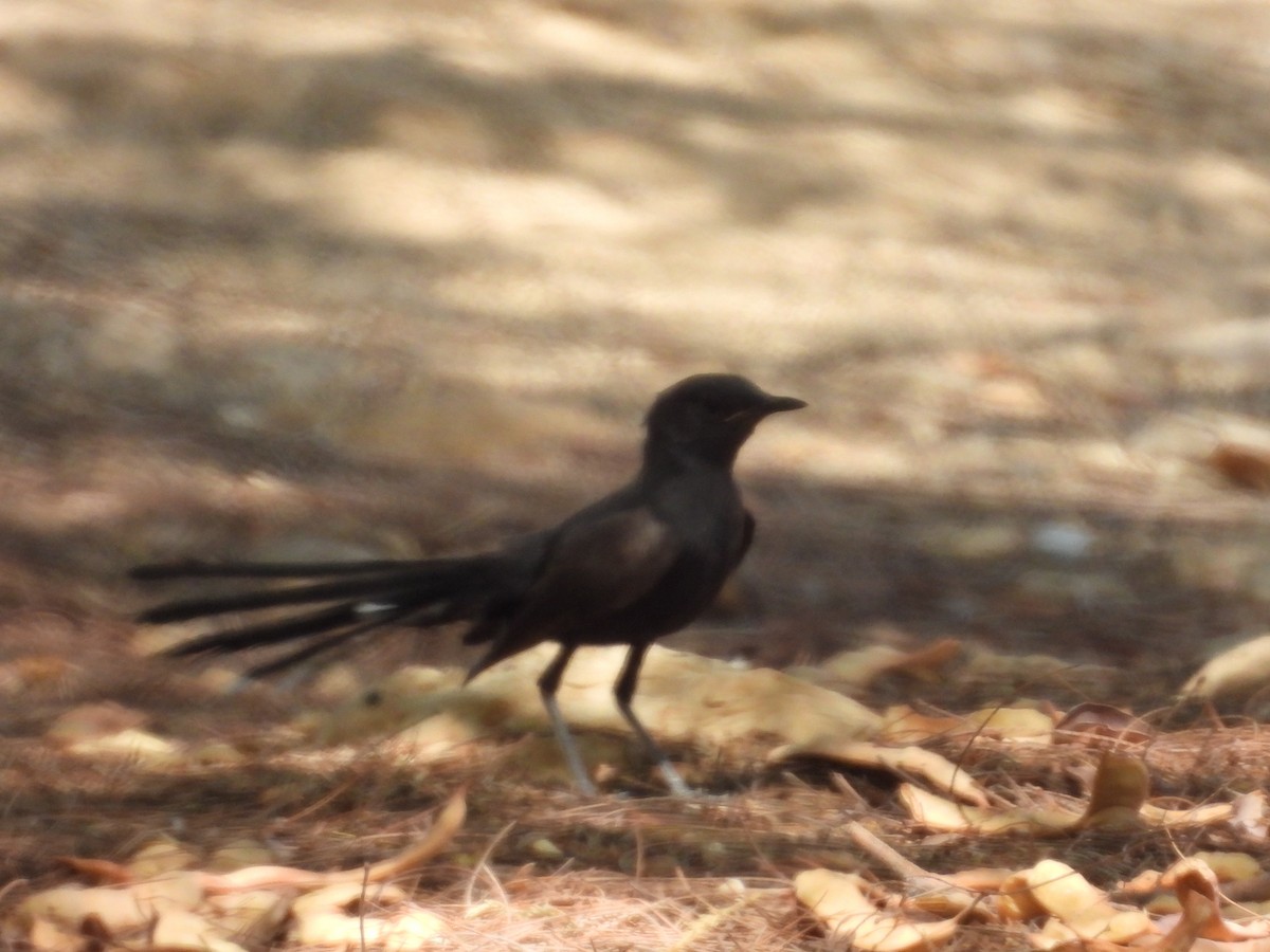 Black Scrub-Robin - ML642803303