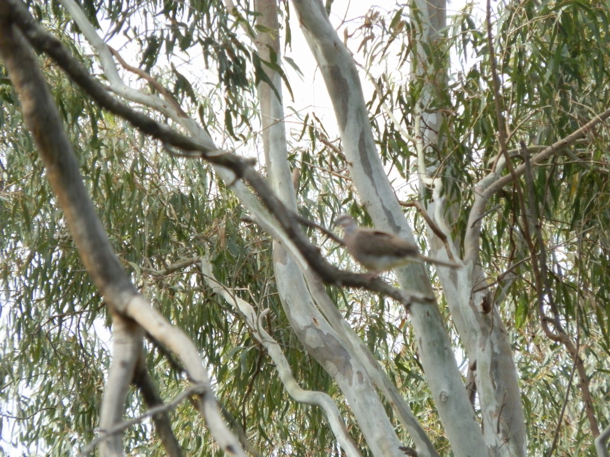 Spotted Dove - ML642803305